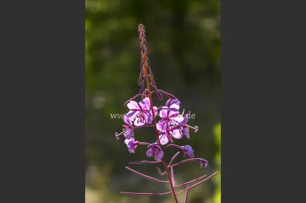 Fokus-Natur Bild