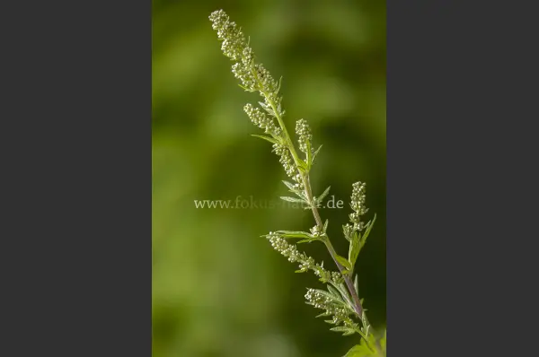 Fokus-Natur Bild