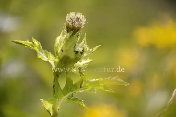Fokus-Natur Bild