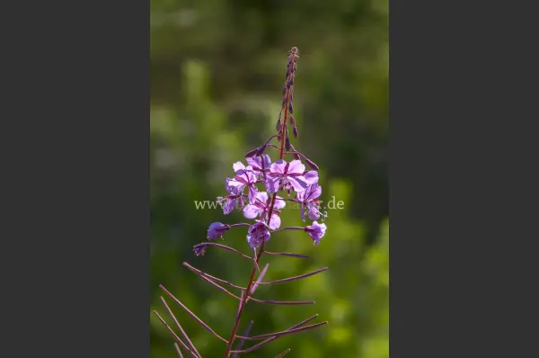 Fokus-Natur Bild