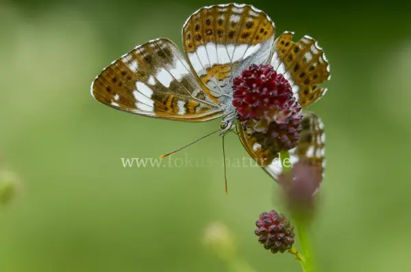Fokus-Natur Bild