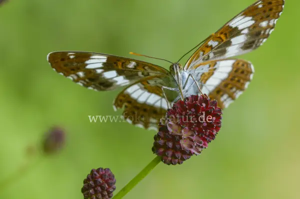 Fokus-Natur Bild