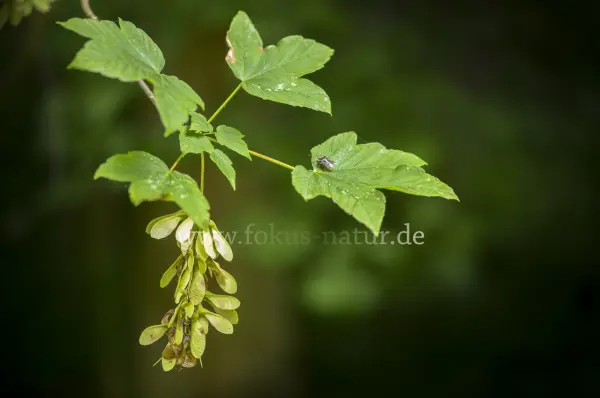 Fokus-Natur Bild