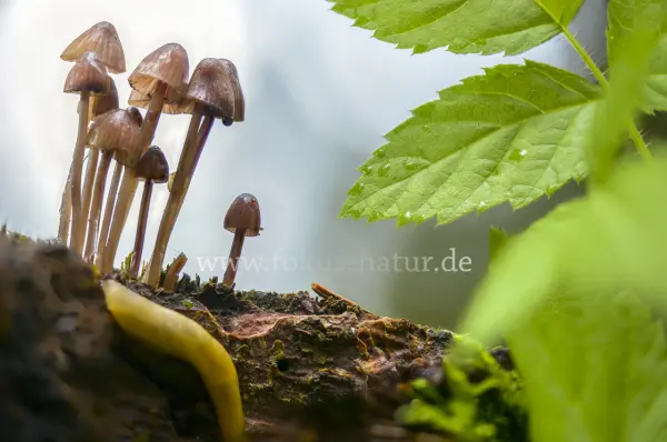 Fokus-Natur Bild