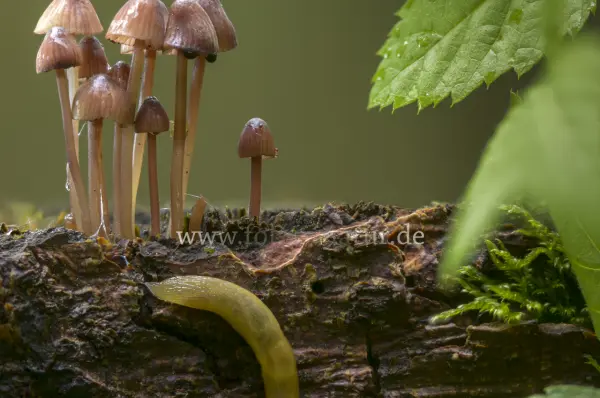 Fokus-Natur Bild