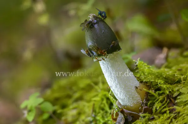 Fokus-Natur Bild