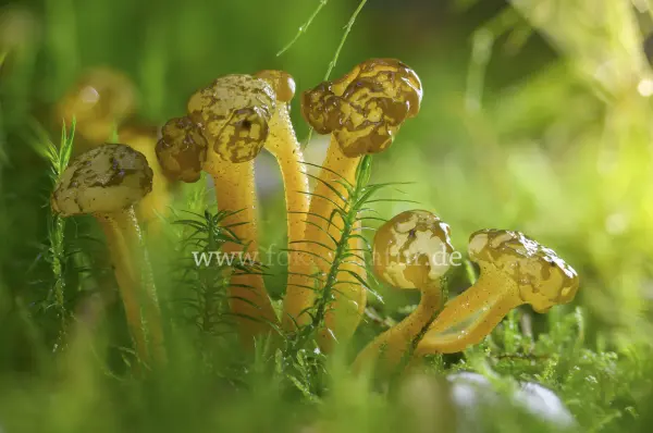 Fokus-Natur Bild