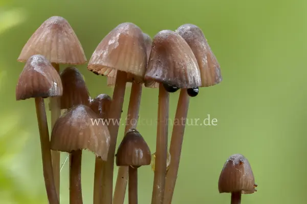 Fokus-Natur Bild