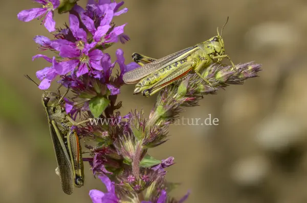 Fokus-Natur Bild