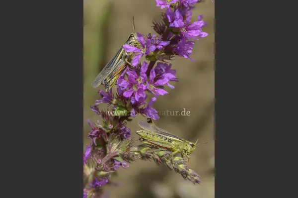 Fokus-Natur Bild