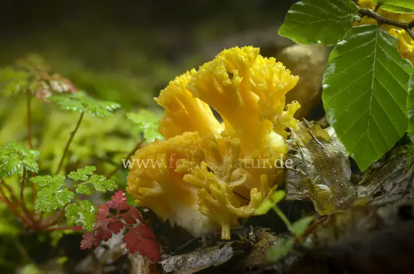 Fokus-Natur Bild