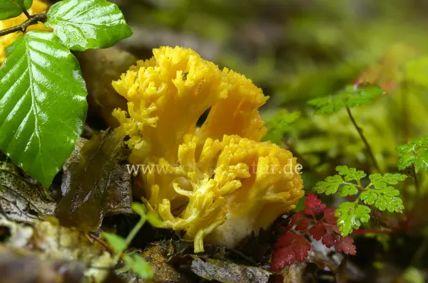 Fokus-Natur Bild