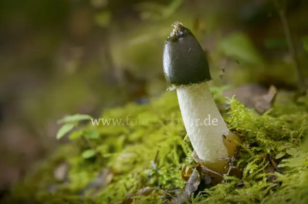 Fokus-Natur Bild