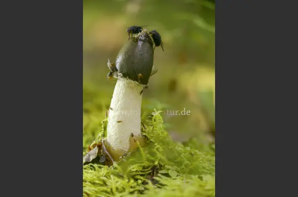 Fokus-Natur Bild