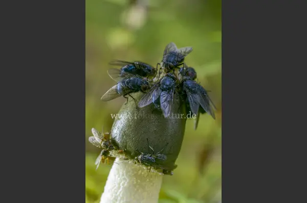 Fokus-Natur Bild