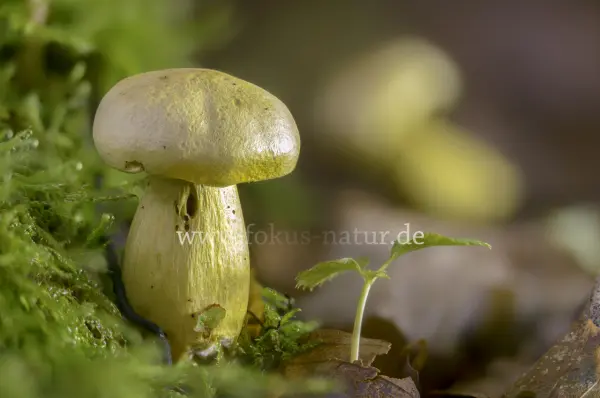 Fokus-Natur Bild