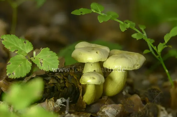 Fokus-Natur Bild