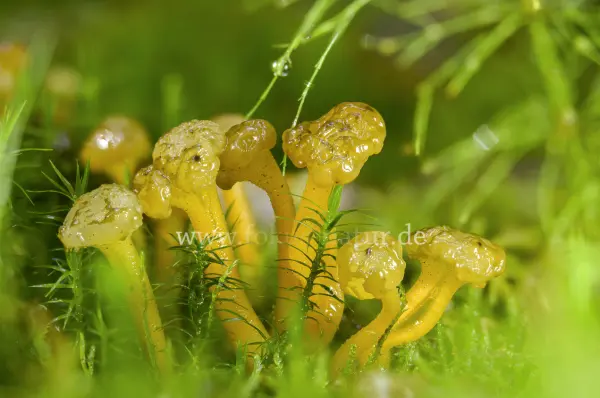 Fokus-Natur Bild