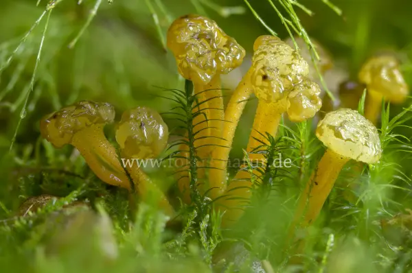 Fokus-Natur Bild