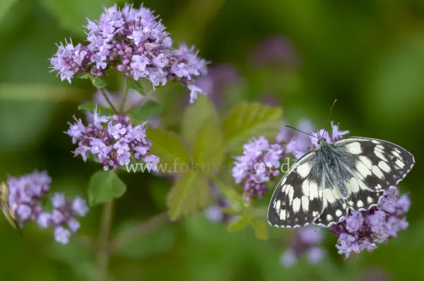 Fokus-Natur Bild