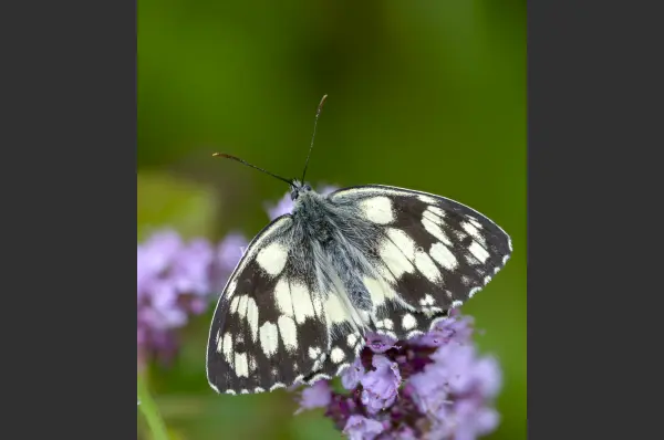 Fokus-Natur Bild