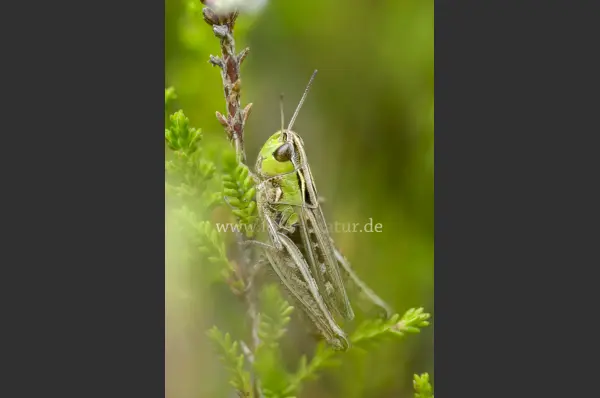Fokus-Natur Bild