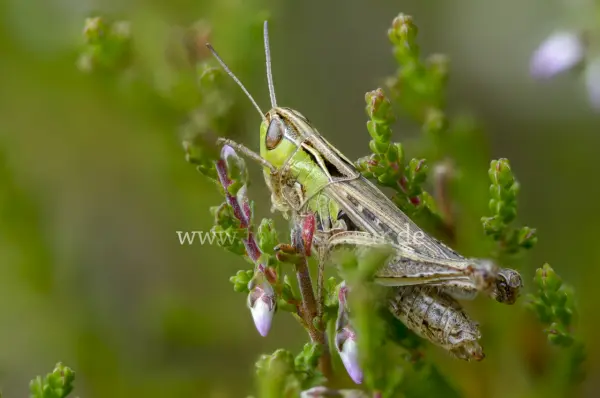 Fokus-Natur Bild