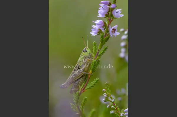 Fokus-Natur Bild