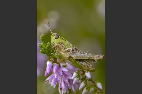 Fokus-Natur Bild