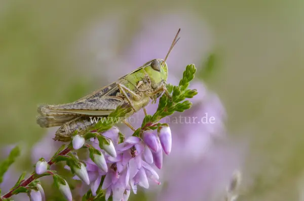 Fokus-Natur Bild