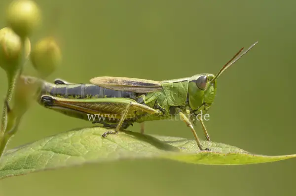 Fokus-Natur Bild