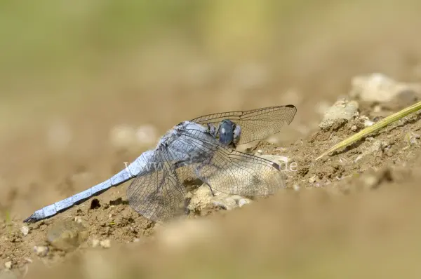 Fokus-Natur Bild