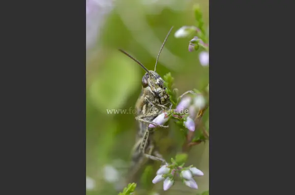 Fokus-Natur Bild