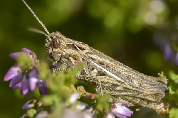 Fokus-Natur Bild