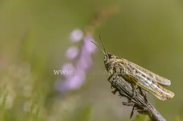 Fokus-Natur Bild