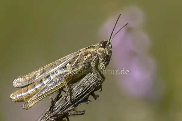 Fokus-Natur Bild