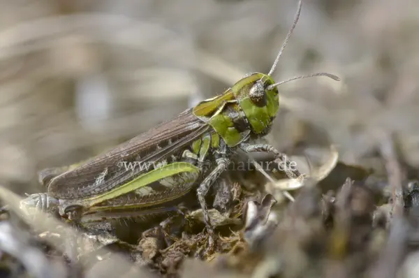 Fokus-Natur Bild