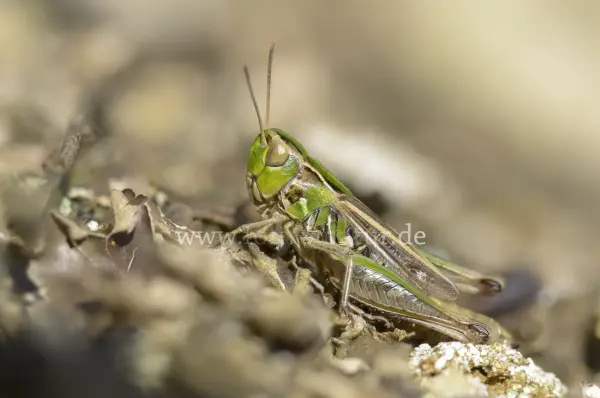 Fokus-Natur Bild