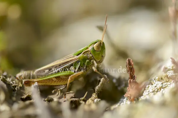 Fokus-Natur Bild