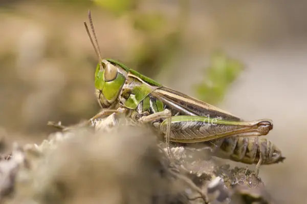 Fokus-Natur Bild