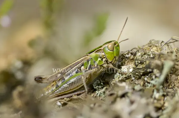 Fokus-Natur Bild