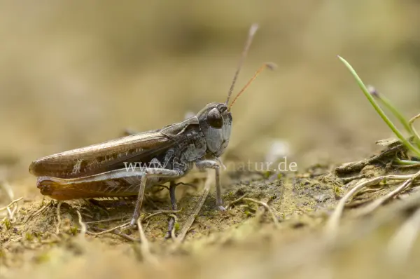 Fokus-Natur Bild