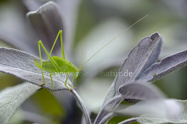 Fokus-Natur Bild