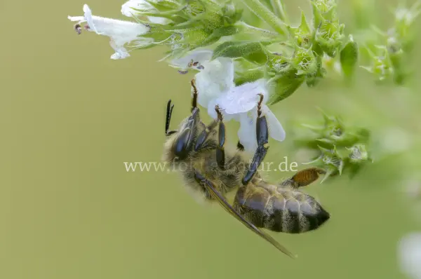 Fokus-Natur Bild
