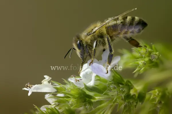 Fokus-Natur Bild