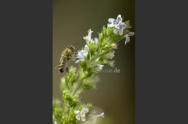 Fokus-Natur Bild
