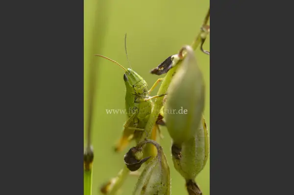Fokus-Natur Bild