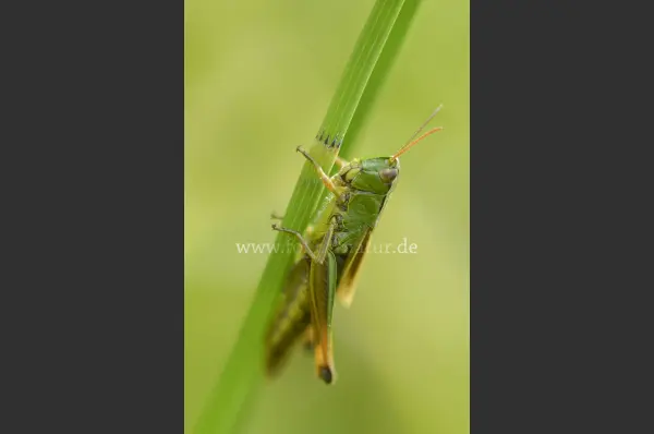 Fokus-Natur Bild