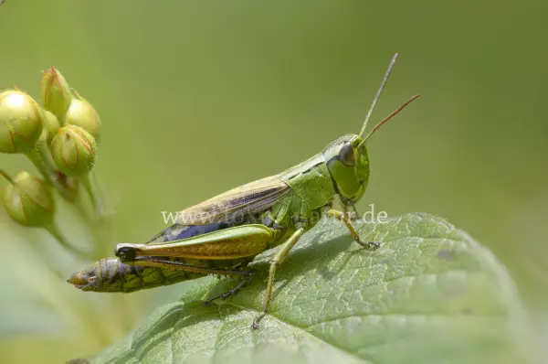 Fokus-Natur Bild