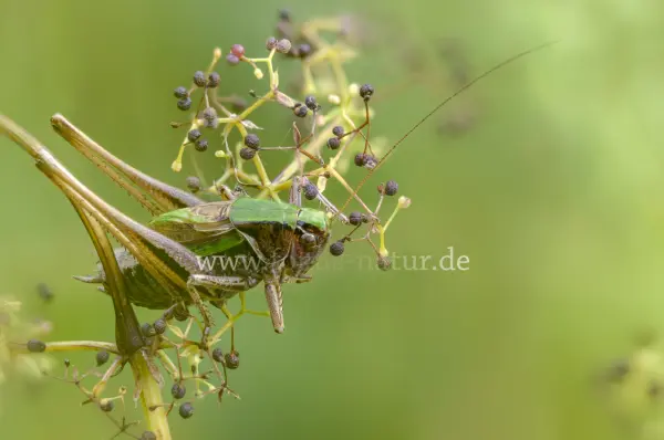 Fokus-Natur Bild